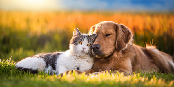 Eine Katze und ein Hund liegen eng nebeneinander auf einer Wiese. Szene kann auf Tiergesundheit oder Einsatz von Tierarzneimitteln hinweisen, Hintergrund zeigt unscharfe Gräser in warmen Farben.
